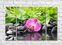 Pictură Gallerix Purple orchid on stones against a background of bamboo leaves (500747)