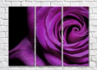 Pictură Gallerix Purple rose on black background (500748)