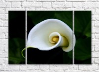 Картина Gallerix Spiral white calla lily flower (500672)