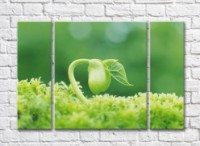 Картина Gallerix Sprout on a green background of plants (500639)