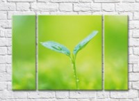 Картина Gallerix Sprout with dew drops on a green background (500640)