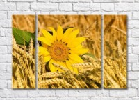 Картина Gallerix Sunflower flower in ears of wheat (500791)
