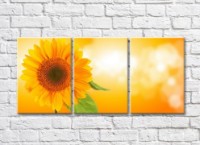 Картина Gallerix Sunflower flower on an orange background (500795)