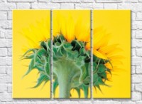 Картина Gallerix Sunflower flower on yellow background bottom view (500793)