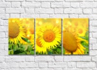 Картина Gallerix Sunny triptych field with sunflowers (500669)