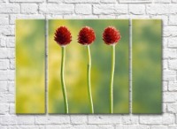 Картина Gallerix Three burgundy flowers on a green background (500676)