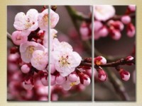 Pictură Gallerix Triptych Blossoming Branch (2699450)