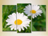 Pictură Gallerix Triptych Chamomile 01 (2699538)