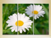 Pictură Gallerix Triptych Daisies 02 (2699542)