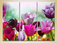 Картина Gallerix Triptych Field of colorful tulips (2699480)