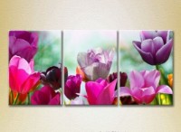 Картина Gallerix Triptych Field of colorful tulips 01 (2699477)