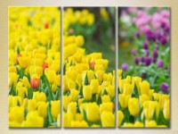 Картина Gallerix Triptych Field of yellow tulips (2699481)