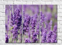 Pictură Gallerix Triptych lavender field (500734)