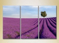 Картина Gallerix Triptych Lavender Field 01 (2181141)
