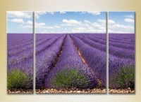 Картина Gallerix Triptych Lavender Field 02 (2181118)