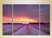 Картина Gallerix Triptych Lavender Field 03 (2181136)