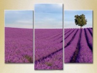 Картина Gallerix Triptych Lavender field with tree 02 (2181115)