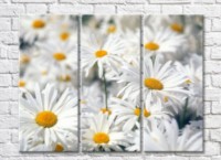 Картина Gallerix Triptych of daisies (500712)