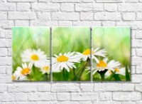 Картина Gallerix Triptych of daisies on a green background (500711)