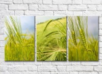 Картина Gallerix Triptych of green ears of wheat (500694)