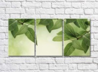 Картина Gallerix Triptych of green plant branches (500693)