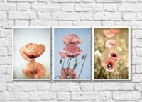 Картина Gallerix Triptych of Pale Poppies (500688)