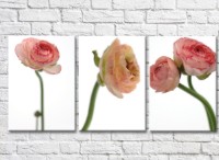 Картина Gallerix Triptych of Ranunculus (500707)
