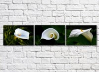 Картина Gallerix Triptych of white calla flowers (500718)