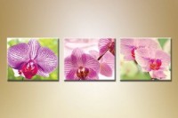 Картина Gallerix Triptych Orchids 12 (1612518)