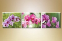 Картина Gallerix Triptych Orchids 7 (1612531)