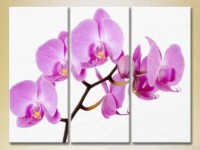 Картина Gallerix Triptych Orchids lilac (2699486)