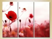 Картина Gallerix Triptych Poppies 01 (2699498)