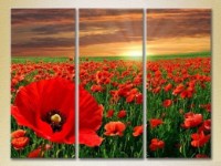 Картина Gallerix Triptych Poppy Field 01 (2699496)