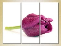 Pictură Gallerix Triptych Purple Tulip 01 (2699448)