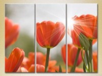 Картина Gallerix Triptych Red Tulips 01 (2699508)