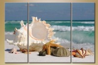 Pictură Gallerix Triptych seashells (1529831)