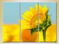 Картина Gallerix Triptych Sunflower (2699483)