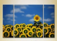 Картина Gallerix Triptych Sunflower Field 02 (2699469)