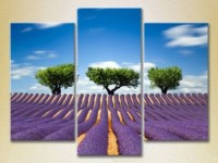 Pictură Gallerix Triptych Three trees in a lavender field 02 (2181125)