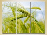 Картина Gallerix Triptych Wheat Ears (2699511)