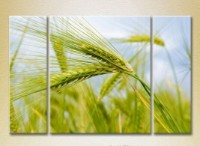 Картина Gallerix Triptych Wheat Ears 01 (2699510)