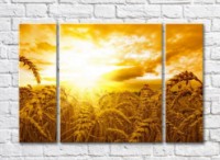 Pictură Gallerix Wheat field at sunset (500541)