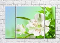 Картина Gallerix White alstroemeria flower and green leaves (500777)
