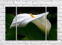 Картина Gallerix White calla flower and green leaf (500778)