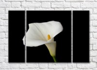 Картина Gallerix White calla flower on black background (500780)