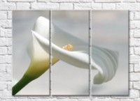 Картина Gallerix White calla flower on gray background (500779)