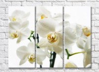Pictură Gallerix White orchid flowers on white background (500767)