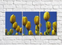 Картина Gallerix Yellow tulip flowers against the sky (500769)