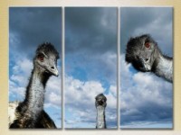 Pictură Magic Color Triptych Ostriches 02 (2699010)