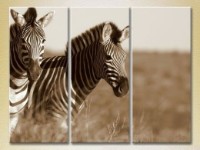 Pictură Magic Color Triptych Pair of Zebras sepia 01 (2698997)